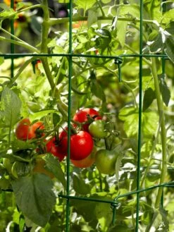 Tomato Cages, Set Of 4 -Garden Care Store 34182 588 tif