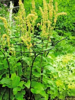 Essex Plant Supports -Garden Care Store 37423 200 tif