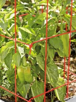 Pepper And Eggplant Cages, Set Of 3 -Garden Care Store 37464 567 tif