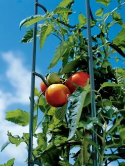 Tomato Ladders, Set Of 3 -Garden Care Store 38184 003E tif
