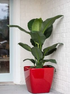 Viva Square Self-Watering Rolling Planter, 20" Diameter, Set Of 2 -Garden Care Store 3 4 crop 8612930 0032 tif