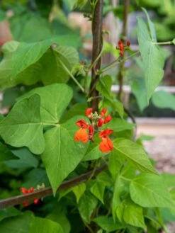 Jardin Tower -Garden Care Store 3 4 crop 8612997 0059