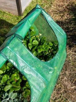 Multi Cloche -Garden Care Store 3 4 crop 8613213 0240