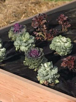 Easy-Plant Weed Block Mulch -Garden Care Store 40356 219 tif