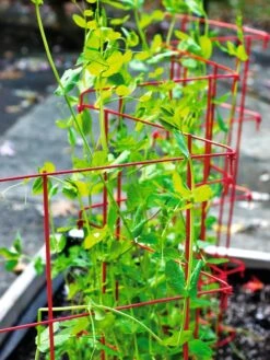 Expandable Pea Trellis -Garden Care Store 8587061 100 tif