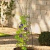 Jardin Pot Trellis 2 Jardin Pot Trellis -Garden Care Store 8587120 224 tif