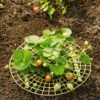 Strawberry Supports, Set Of 6 -Garden Care Store 8587970 1039 tif