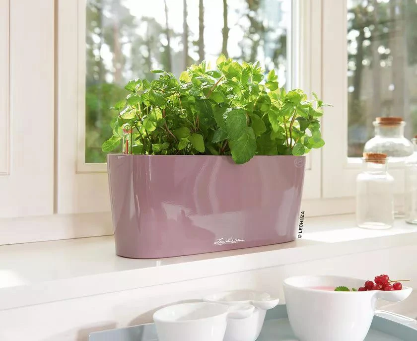 Lechuza® Delta Self-Watering Windowsill Planters 8 Lechuza® Delta Self-Watering Windowsill Planters - Image 6
