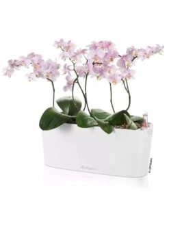 Lechuza® Delta Self-Watering Windowsill Planters 11 Lechuza® Delta Self-Watering Windowsill Planters -Garden Care Store 8592361 02V tif