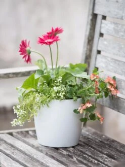 Viva Round Self-Watering Planter, 7" Diameter 10 Viva Round Self-Watering Planter, 7" Diameter -Garden Care Store 8595222 1139 tif