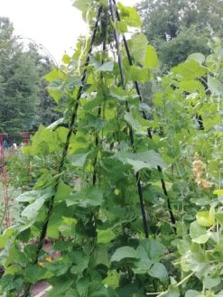 Titan Teepee Trellis -Garden Care Store 8595757 01EMP tif