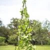 Titan Teepee Trellis 1 Titan Teepee Trellis -Garden Care Store 8595757 1206 titan teepee cucumber peas beans tif