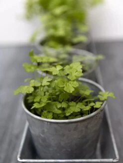 Galvanized Herb Planters With Rectangular Tray 8 Galvanized Herb Planters With Rectangular Tray -Garden Care Store 8595903 advice 1777 tif