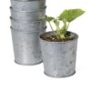 Galvanized Planting Cups, Set Of 5 -Garden Care Store 8596104 9899 tif