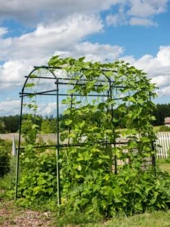 Titan Squash Tunnel -Garden Care Store 8596276 0133 tif