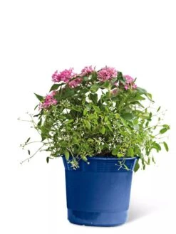 Eezy Gro Self-Watering Planters -Garden Care Store 8596425 103 tif