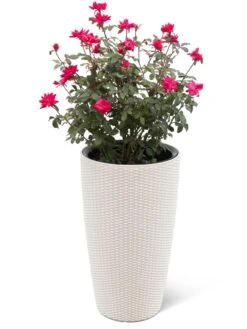Weave Self-Watering Round Tall Planter, 12-1/2" 5 Weave Self-Watering Round Tall Planter, 12-1/2" -Garden Care Store 8598371 3002 tif