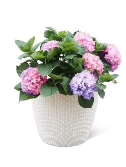 Weave Self-Watering Round Planter, 17" White -Garden Care Store 8598372 3002 tif