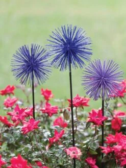 Everbloomin' Alliums, Set Of 3 7 Everbloomin' Alliums, Set Of 3 -Garden Care Store 8598435 1000 tif