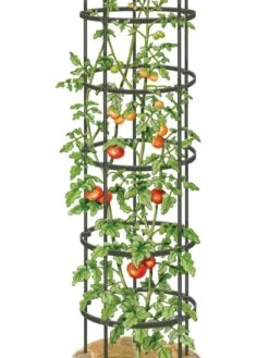 Titan Tall Tomato Cages, Set Of 3 -Garden Care Store 8599860 0002 art tif