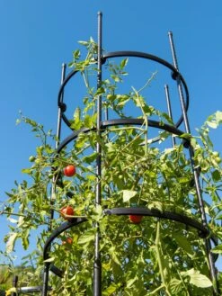 Titan Tall Tomato Cages, Set Of 3 -Garden Care Store 8599860 0066 tif