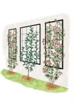 Exeter Wall Trellis -Garden Care Store 8600049 50 0001 art tif