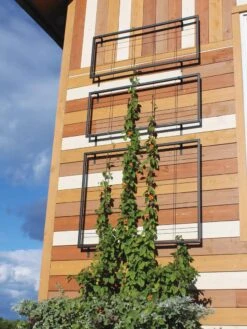 Exeter Wall Trellis -Garden Care Store 8600049 7121 tif