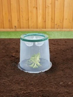 Sunny Forcing Cloches, Set Of 3 -Garden Care Store 8600075 02V tif