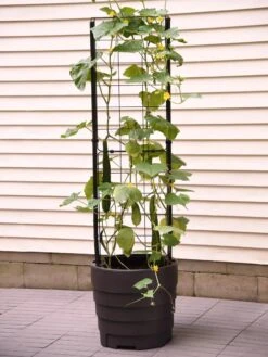 Gardener’s Victory Self-Watering Planter With Vine Trellis 20 Gardener’s Victory Self-Watering Planter With Vine Trellis -Garden Care Store 8600177 9876 tif