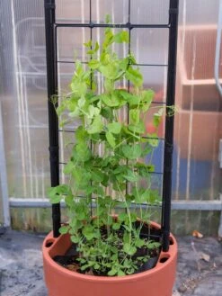 Gardener’s Victory Self-Watering Planter With Vine Trellis 18 Gardener’s Victory Self-Watering Planter With Vine Trellis -Garden Care Store 8600178 5000 tif