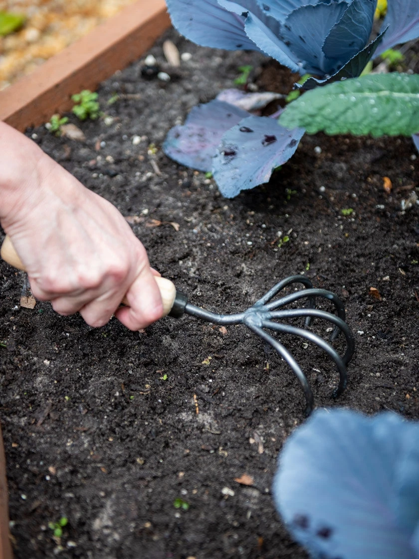 Gardener’s Lifetime 5-Tine Cultivator With Short Handle 4 Gardener’s Lifetime 5-Tine Cultivator With Short Handle - Image 2