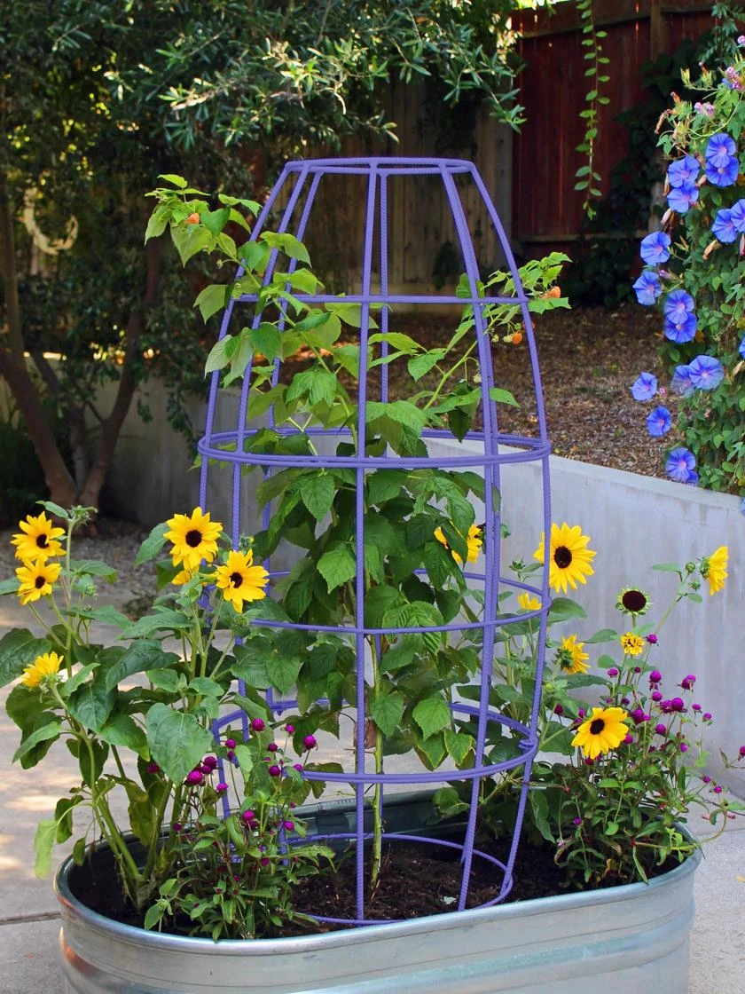 Toki Bubble Trellis 8 Toki Bubble Trellis - Image 6