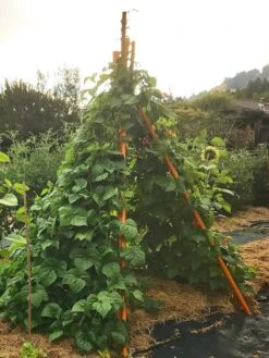 Annabel Tipi Trellis -Garden Care Store 8600521 02V tif