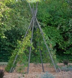 Annabel Tipi Trellis -Garden Care Store 8600521 07V jpg