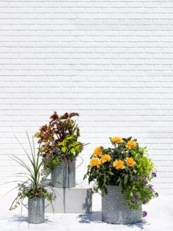 Metal Bucket Planters -Garden Care Store 8609085 0852 tif