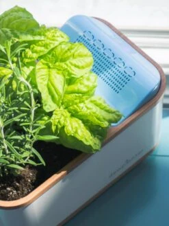 Dewplanter -Garden Care Store 8609512 04V