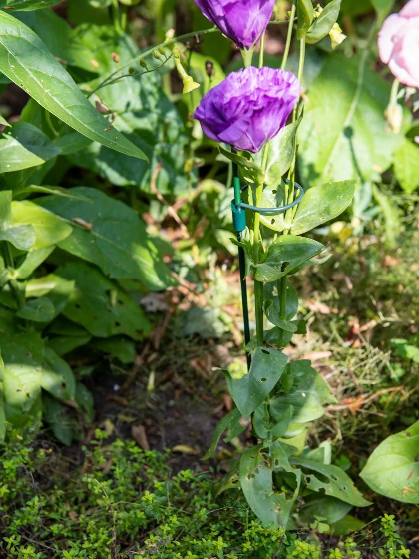 Peacock Mini Plant Support Rings 8", Set Of 2 3 Peacock Mini Plant Support Rings 8", Set Of 2