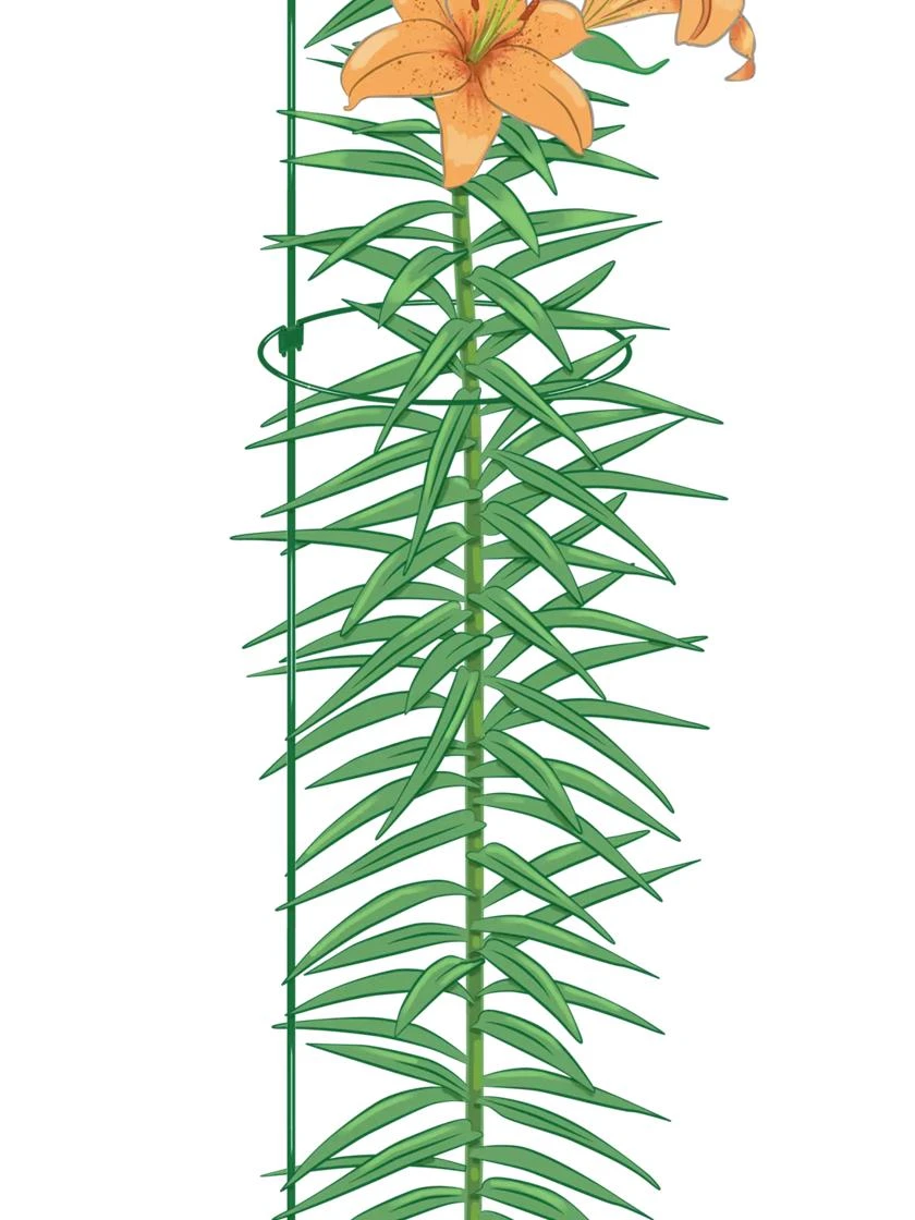 Peacock Mini Plant Support Rings 8", Set Of 2 4 Peacock Mini Plant Support Rings 8", Set Of 2 - Image 2