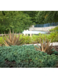 Desert Steel Sharkskin Agave Sculpture 11 Desert Steel Sharkskin Agave Sculpture -Garden Care Store 8610753 05v