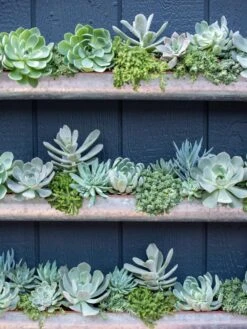 3-Tier Vertical Wall Planter, 3' -Garden Care Store 8611013 055 tif