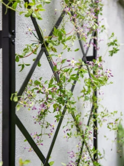 Lattice Gable Wall Trellis -Garden Care Store 8611130 011