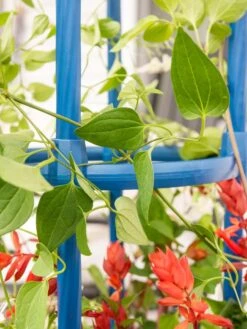 Fleur De Lis Obelisk, 67" 9 Fleur De Lis Obelisk, 67" -Garden Care Store 8611663 0607 tif