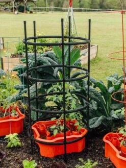 Deluxe Tomato Halos, Set Of 2 -Garden Care Store 8612045 228 tif