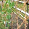 Coco Trellis Netting, 4' X 15' -Garden Care Store 8612050 1124 tif