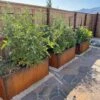Nice Corten Trough Planters With Trellis -Garden Care Store 8612390 02V jpg