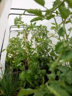 Cotton All Purpose Garden Cover -Garden Care Store 8612815 0039 tif