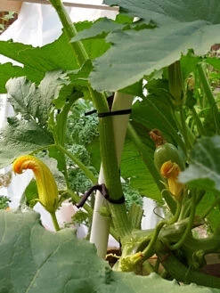 Farmyarn® Multipurpose Garden Tie, 2 Pack 17 Farmyarn® Multipurpose Garden Tie, 2 Pack -Garden Care Store 8612948 01v