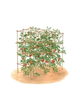 Tomato Six Pack Support -Garden Care Store 8613143 art flat