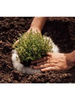 Hortiwool ®, 5 Pad Pack -Garden Care Store 8613263 06v 1