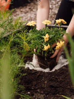 Hortiwool ®, Starter Garden Pad 11 Hortiwool ®, Starter Garden Pad -Garden Care Store 8613263 12v